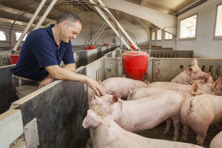 El sector porcino en La Rioja, un gran desconocido de notable nivel competitivo
